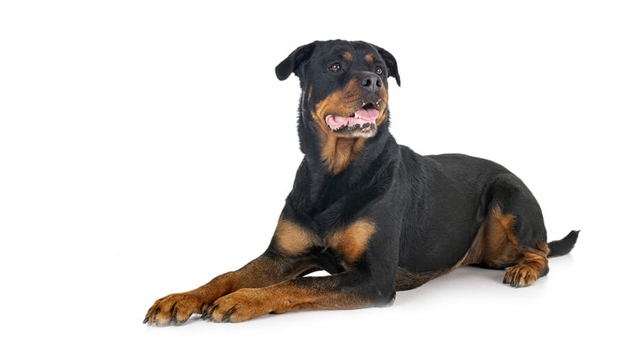 Rottweiler Dog Breed Information Purina